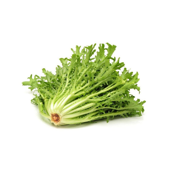 ESCAROLA					