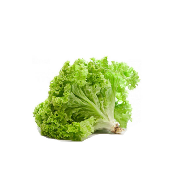 ALFACE CRESPA					