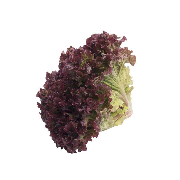 ALFACE ROXA					
